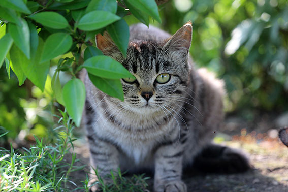 我が家のニャンコ♪2014/05/28-2
