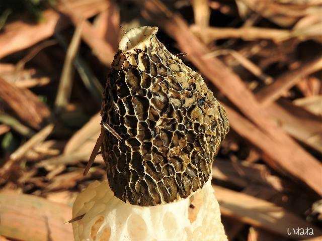 キヌガサタケ_網目状の笠の奇妙なキノコです | いねねの趣味三昧(昆虫・野鳥・古寺巡り・読書・木工・語学など) - 楽天ブログ