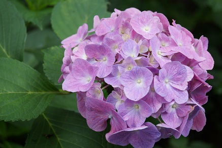 lilac