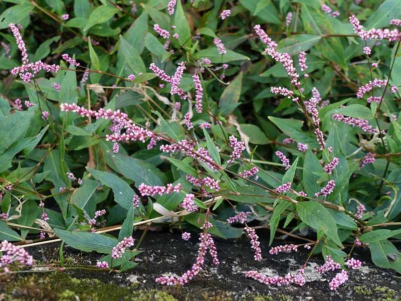 4ページ目の 今咲いている花 Gazengamaのブログ 散歩中に出合った花と趣味の陶芸作品 楽天ブログ