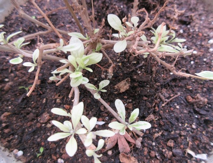 ゼラニウムを貰って失敗しない挿し木作り 大葉 シソ も挿し木で増やす 狭い庭を花いっぱいにする育て方 楽天ブログ