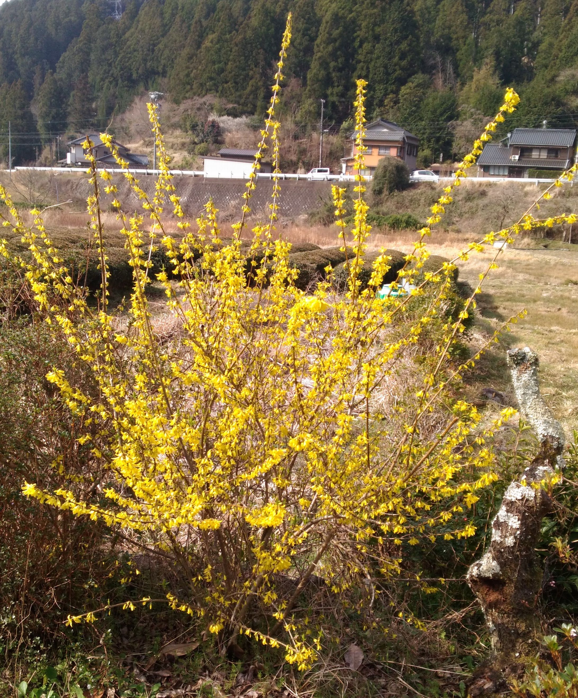 レンギョウ 里山徒然 楽天ブログ