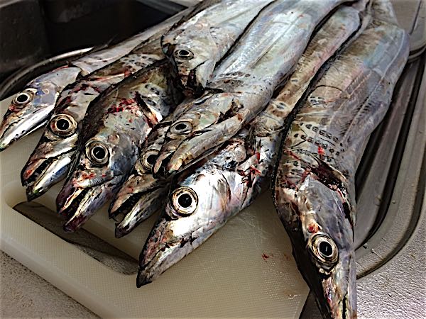 新着記事一覧 和歌山釣果情報 アオリイカ シーバス 太刀魚 鯵など 楽天ブログ