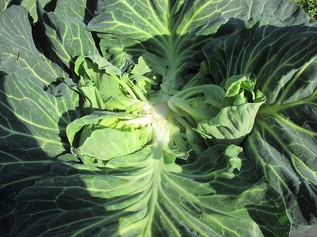 春キャベツの楽しみ 脇芽が柔らかくて美味しい のんびり しましょうよ 楽天ブログ