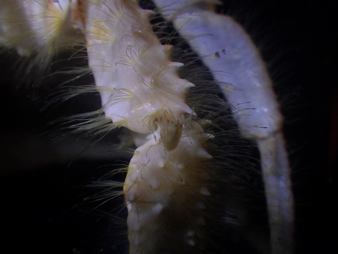 ヨコヤホンヤドカリ（Propagurus obtusifrons）に共生するヨコエビの仲間11　左鋏脚