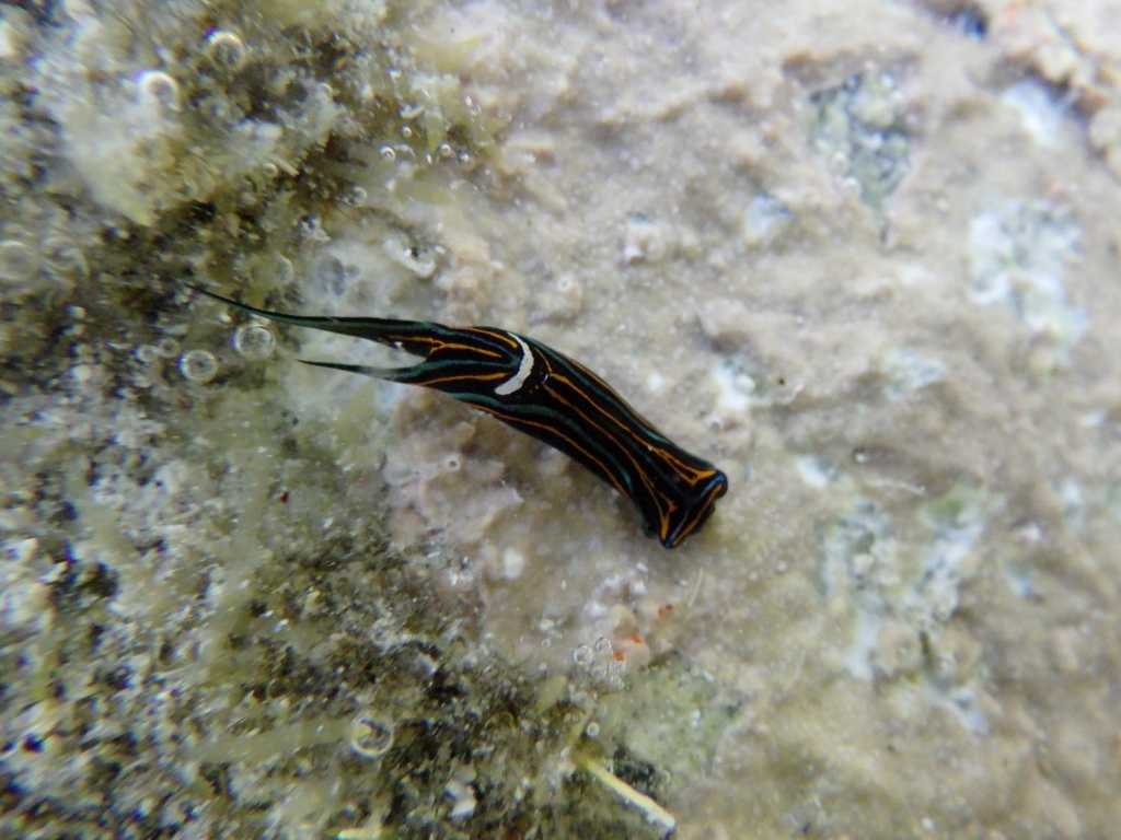 串本磯採集2023年7月下旬32　ニシキツバメガイ（Chelidonura hirundinina）