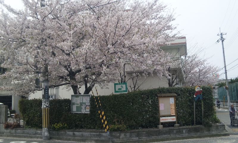 近所の桜.jpg