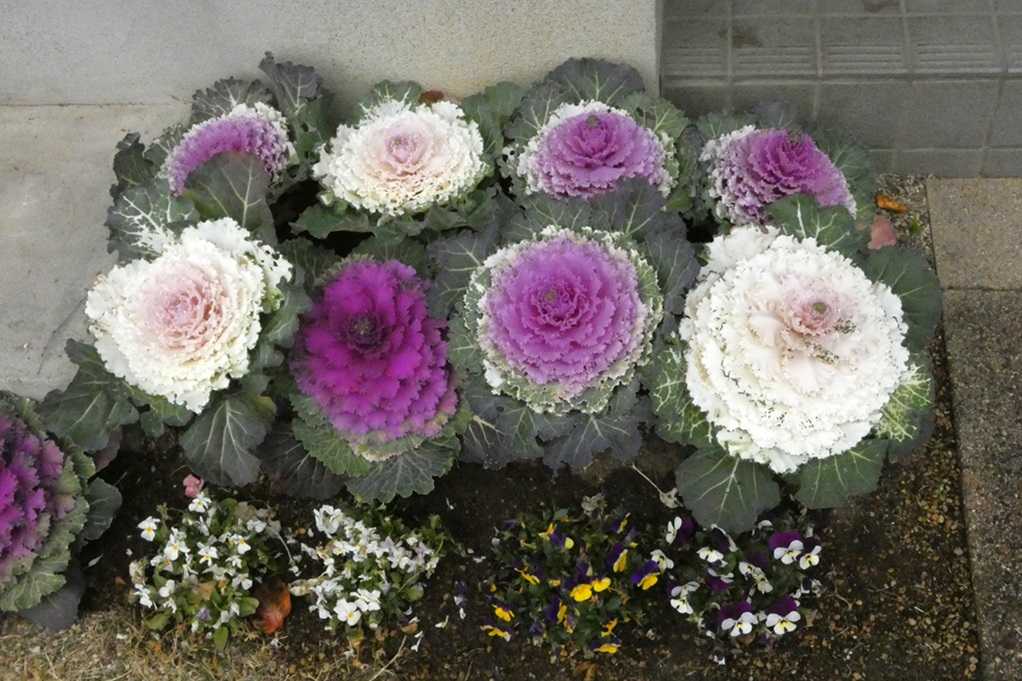 515