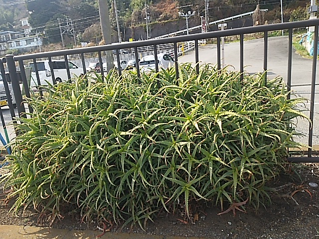 290305アロエ.JPG