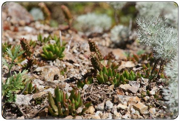 ツメレンゲ 15.10.14