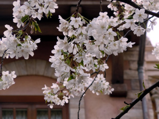 20120407_大島桜2.JPG