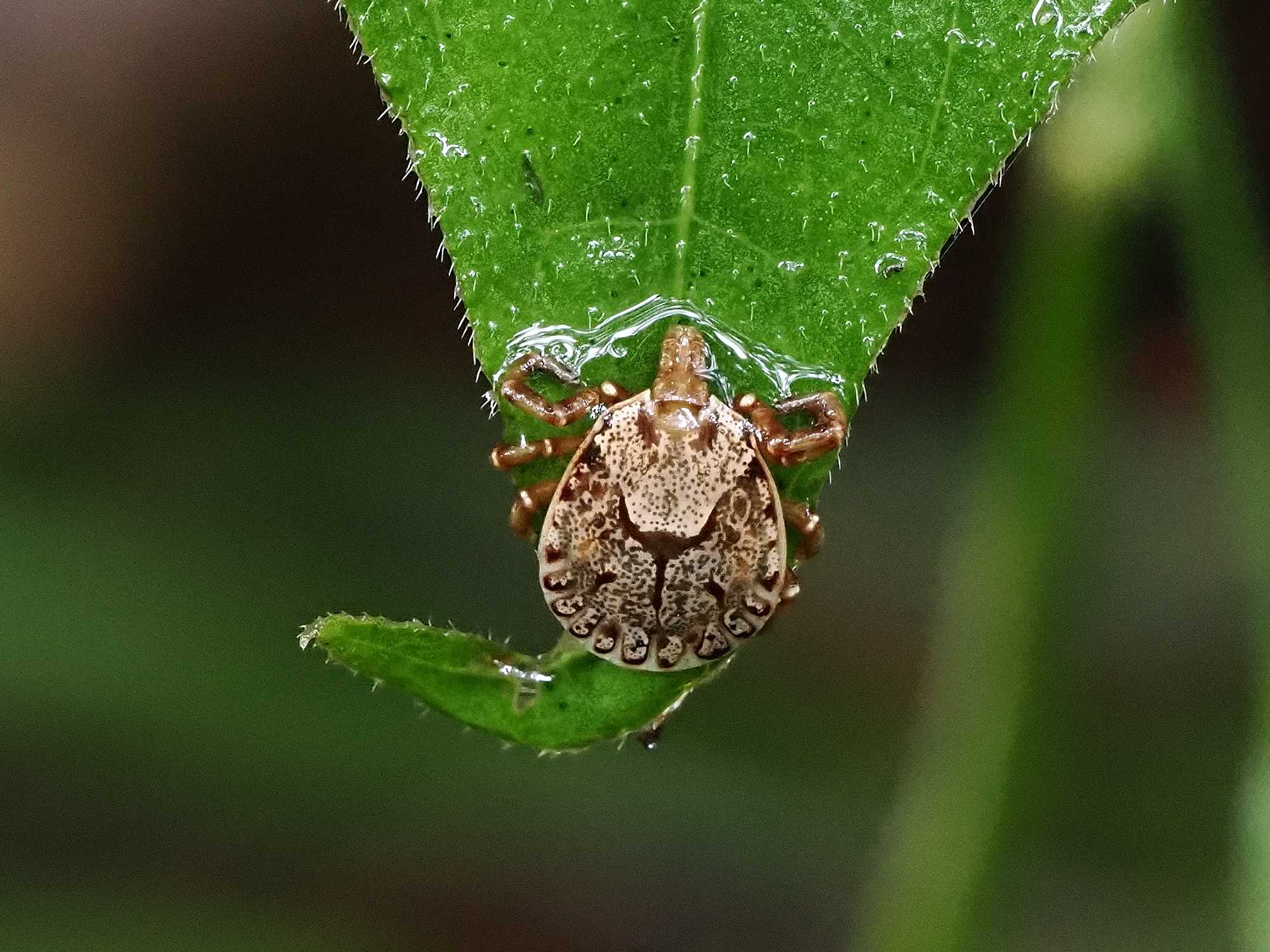 クモ類 多足類 の記事一覧 花鳥風枝 楽天ブログ クモ類 多足類 の記事一覧 花鳥風枝 楽天ブログ