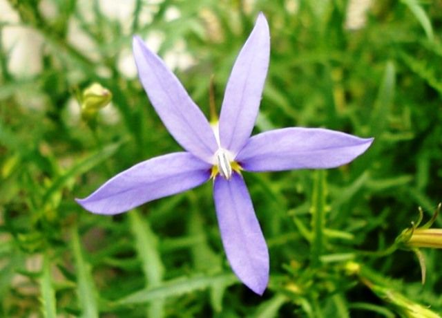 イソトマの花 花と蕎麦とリハビリと 楽天ブログ