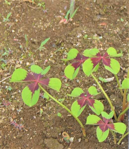 モンカタバミ 昼顔のつぶやき 楽天ブログ