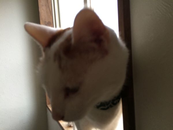 rblog-20150623062338-02.jpg