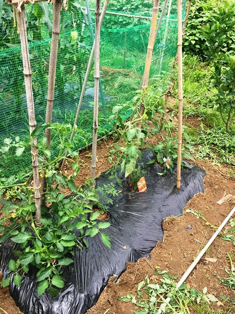 トマトの生長と尻腐れ病 Futtutyの菜園ブログ 楽天ブログ