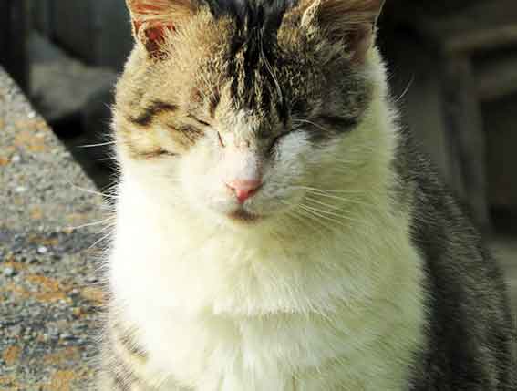 我が家のニャンコ♪2016/1/14-03