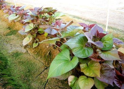 安納芋の苗 熟年男の新規就農 ブログ 楽天ブログ