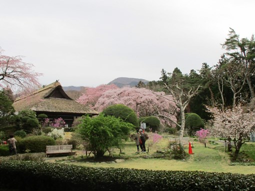 IMG_2273秩父宮邸ﾌﾞﾛｸﾞ.jpg
