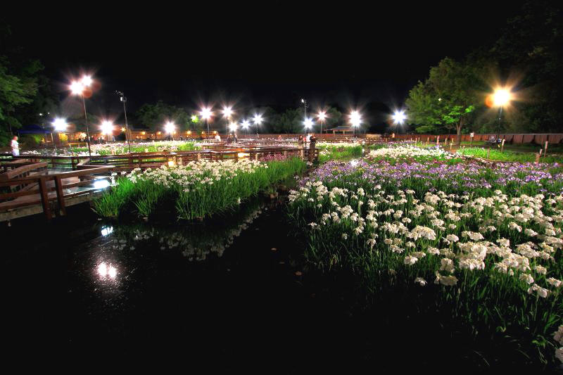 菖蒲園_003.jpg