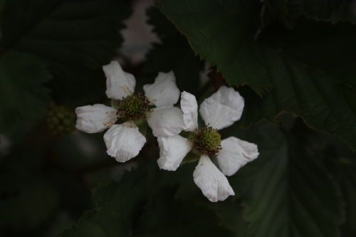 2015062605.JPG