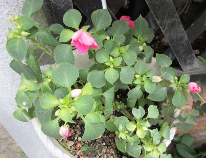 花達は悲鳴 インパチェンスを剪定 ランタナは植えてはいけない 狭い庭を花いっぱいにする育て方 楽天ブログ
