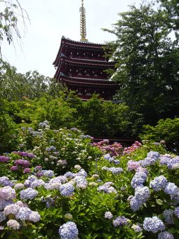 ６．２７五重の塔.jpg