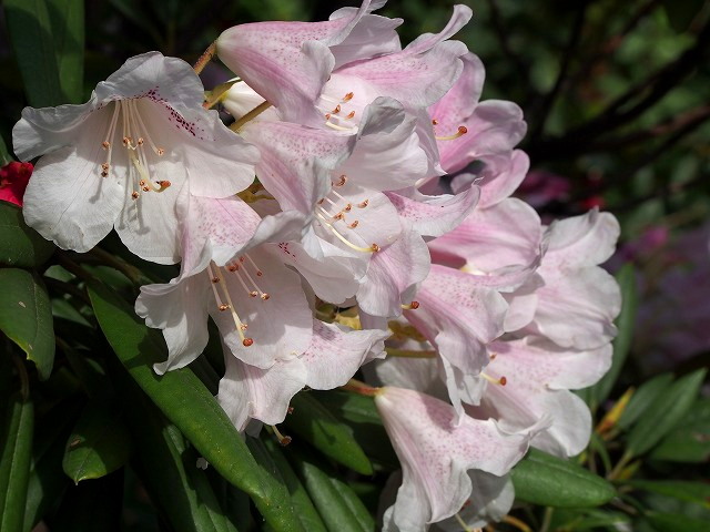 P4090148.jpg