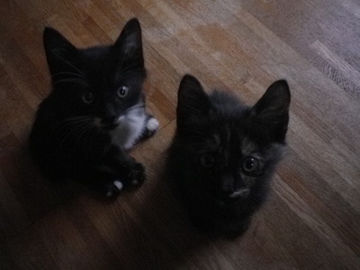 子猫の２人