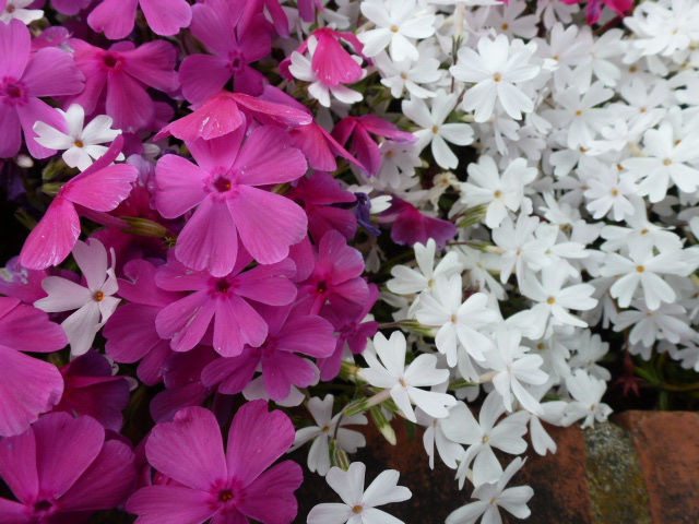 29 芝桜