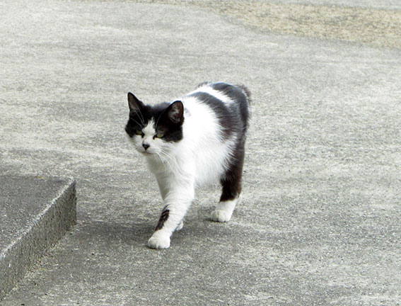 我が家のニャンコ♪2015/5/29-3