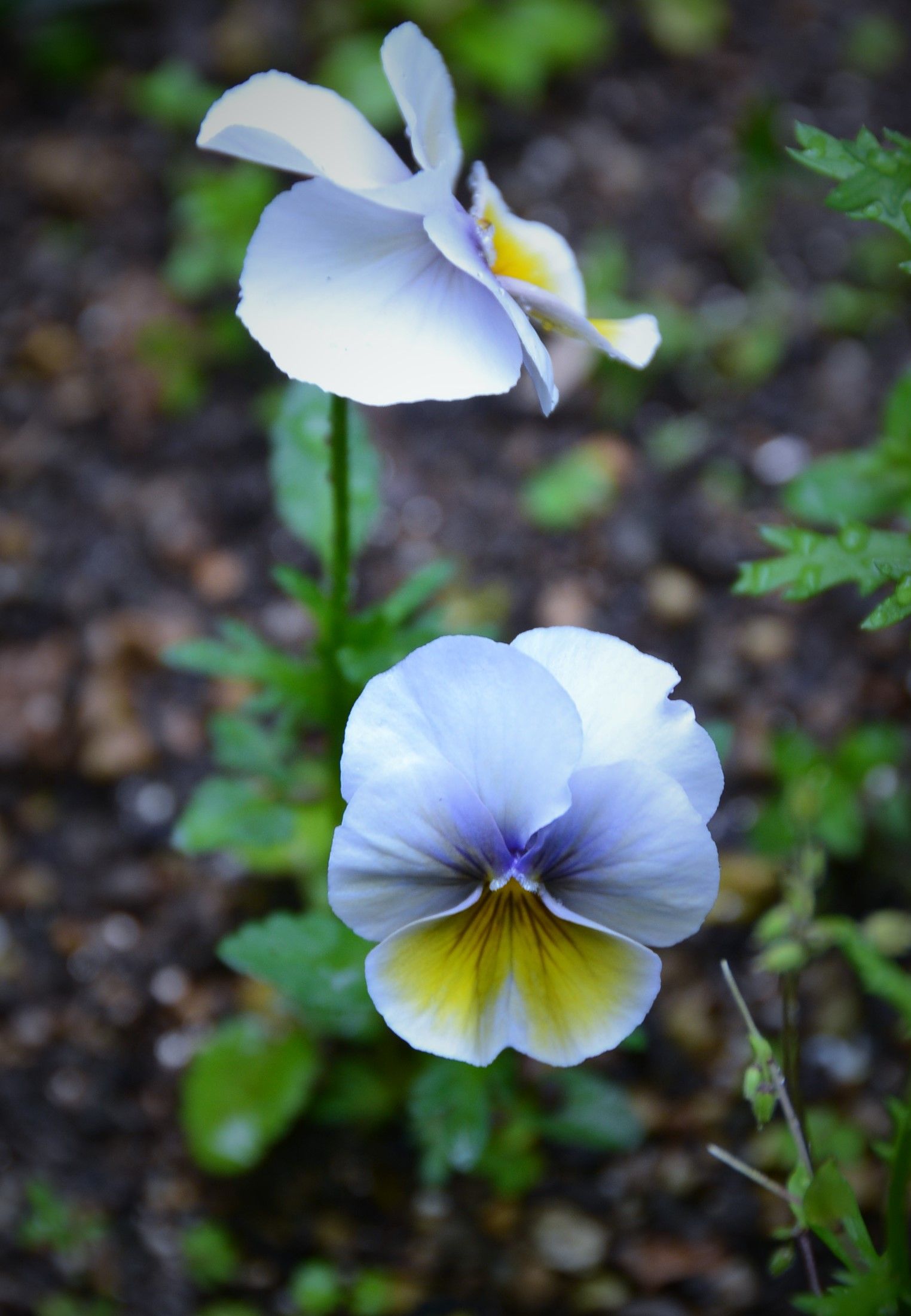 ビオラの美しさ グッピーの花見 ようこそブルーガーデンへ 楽天ブログ ビオラの美しさ グッピーの花見 ようこそブルーガーデンへ 楽天ブログ