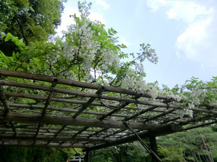 京都　平安神宮7