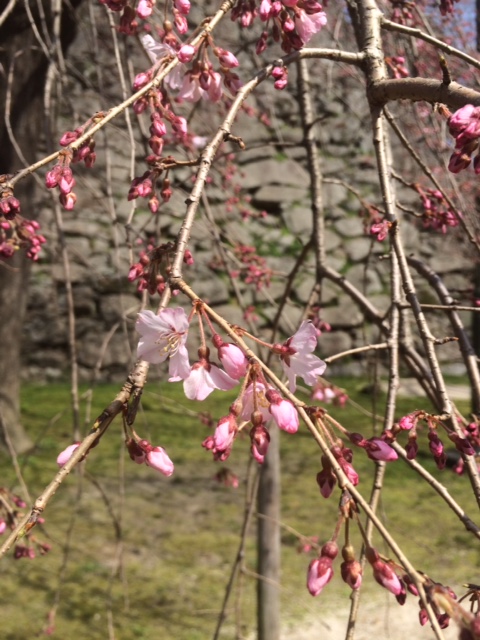 開花2015/3/21