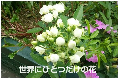 rblog-20160725230450-00.jpg