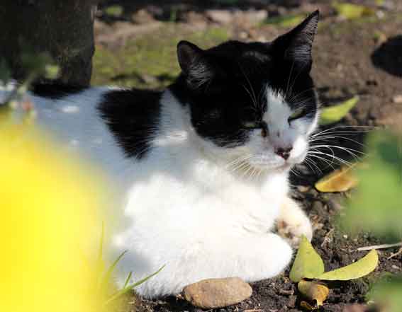 我が家のニャンコ♪2013/11/14-3