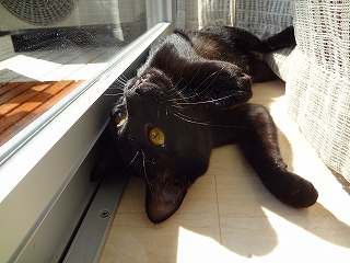 ｳﾋｮﾋｮｲ