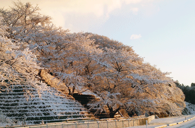 DSC_0036[1].gif