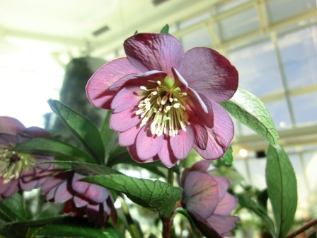 ブラックアネモネ