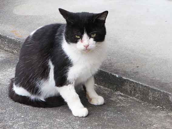 我が家のニャンコ♪2015/12/15-2