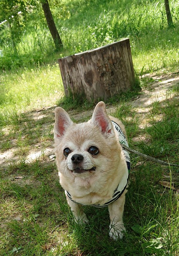 てっちゃんと緑地の花観察 Cs シニア犬お散歩ブログ 楽天ブログ