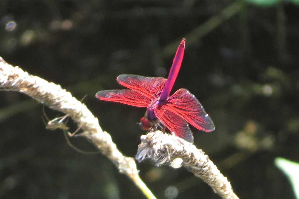 498
