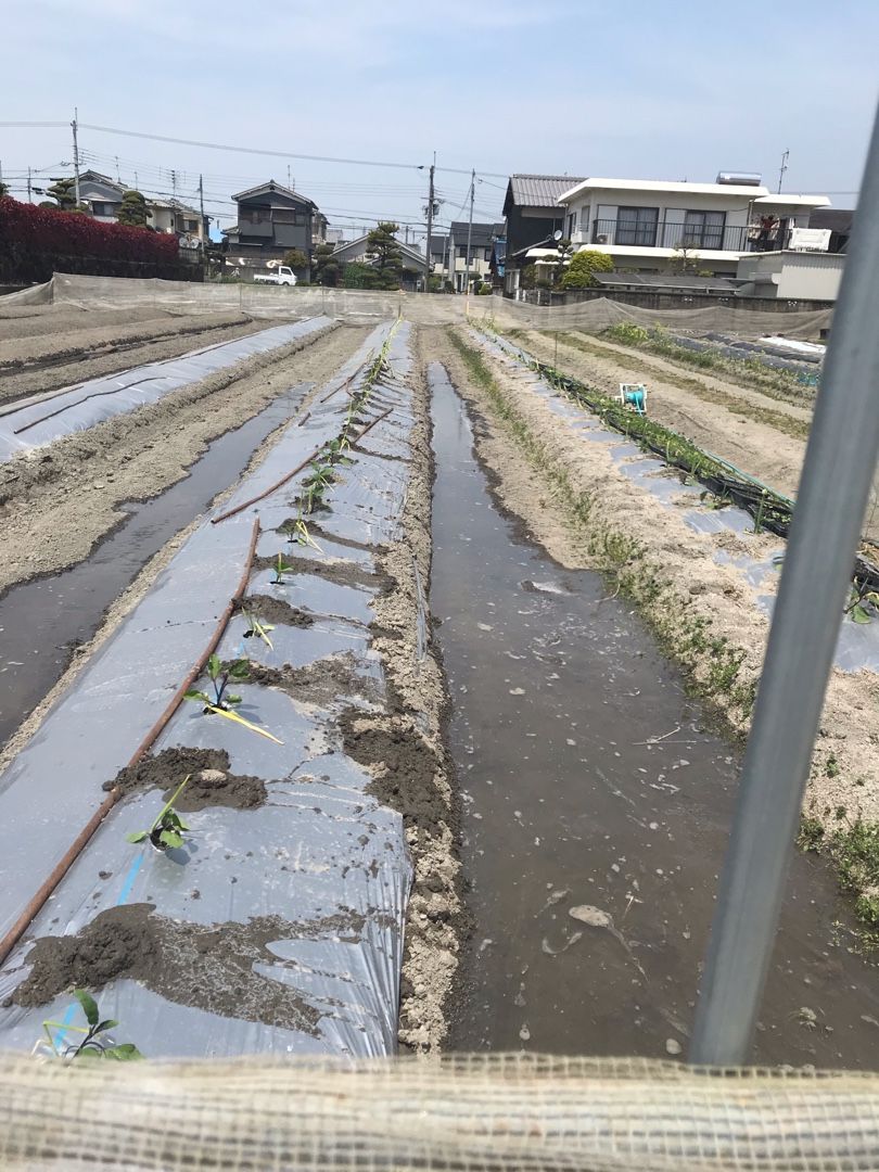 ナス畑の畝灌水の実験 田中農業村 楽天ブログ