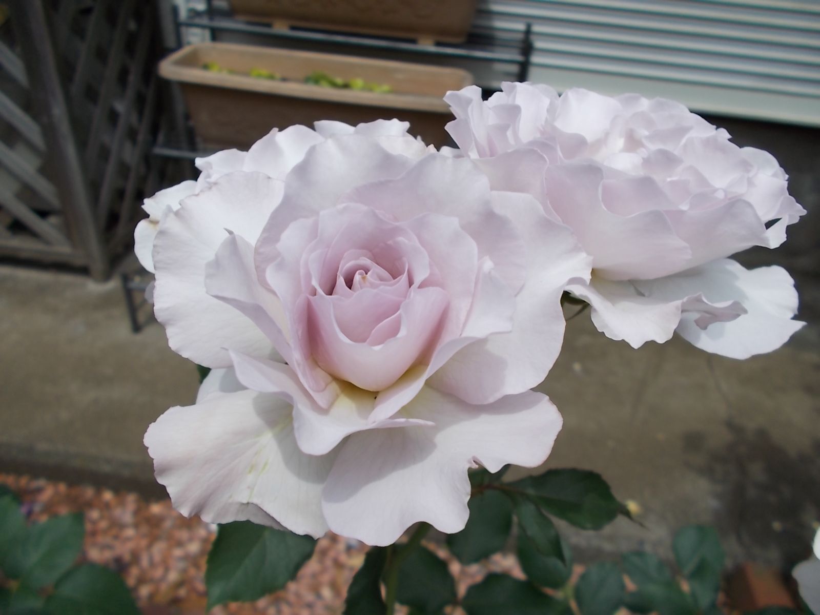 ニューウェーブ 品種紹介 バラを咲かせることが好き 楽天ブログ