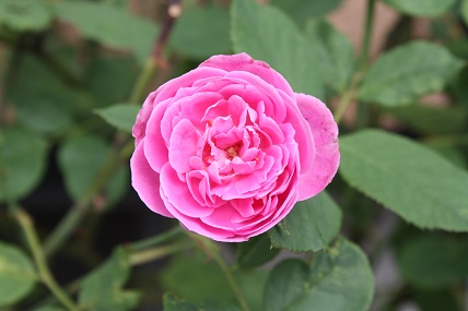 IMG_1360.JPG