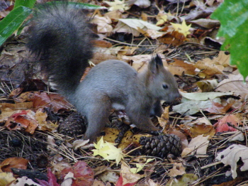 10-17落ち葉・リス.JPG