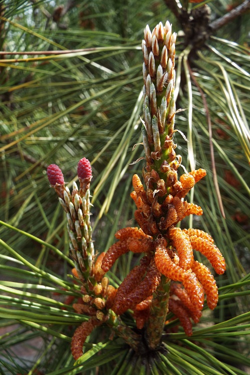 クロマツ（黒松）の雄蕊と雌蕊