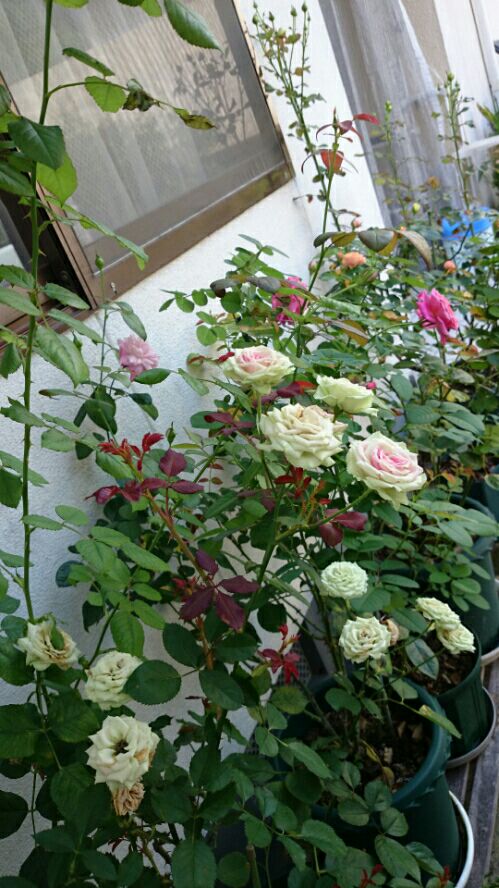 rblog-20160727102555-01.jpg