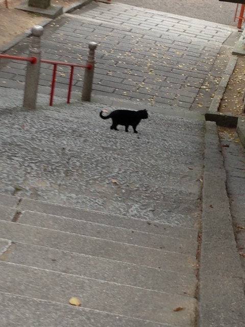 2012.11.31kibineko.jpeg