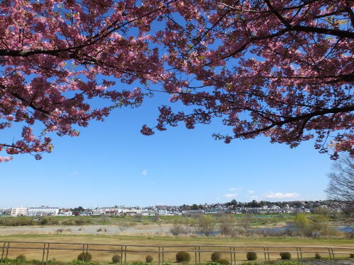 多摩川土手の河津桜